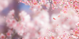春暖花开粉色桃花唯美粉色花瓣春天桃花展板背景